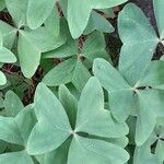 Oxalis latifolia Листок