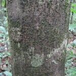 Sterculia pruriens Bark