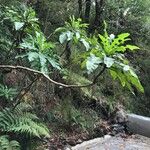 Sonchus fruticosus Hoja