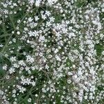 Gypsophila paniculata Habit