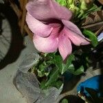 Allamanda blanchetii 花