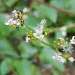 Valeriana tripteris फूल