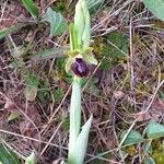 Ophrys sphegodes Flor