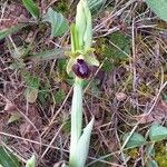 Ophrys sphegodes പുഷ്പം