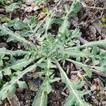 Centaurea calcitrapa Feuille