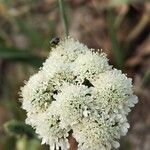Oenanthe pimpinelloides Blüte