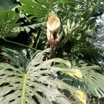 Philodendron bipinnatifidum পাতা