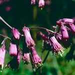 Senecio callosus Flor