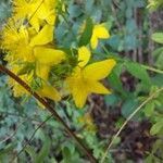 Hypericum maculatumBlomst