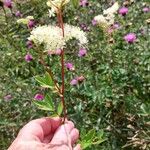 Filipendula ulmaria花