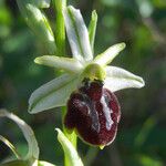 Ophrys arachnitiformis മറ്റ്