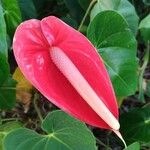 Anthurium andraeanumКвітка