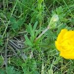 Ranunculus macrophyllus Leaf