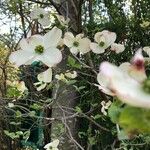 Cornus kousaᱵᱟᱦᱟ