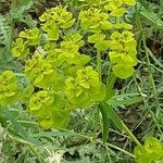 Euphorbia seguieriana Leaf