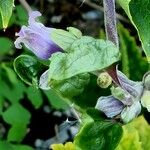 Clematis heracleifolia ᱵᱟᱦᱟ