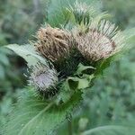 Cirsium oleraceum Vrucht