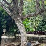 Ceiba jasminodora Écorce