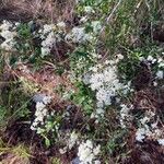 Bursaria spinosa Blomma