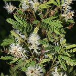 Mimosa platycarpa Агульны выгляд