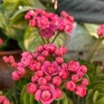 Kalanchoe delagoensisFlower