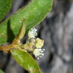 Croton jutiapensis Blomst