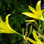 Hemerocallis citrina Цветок