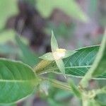 Ludwigia erecta Blüte