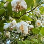 Styrax japonicus Blomst