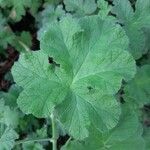 Pelargonium tomentosum Blad