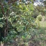 Harungana madagascariensis Hábito