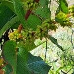 Rumex abyssinicus Flor