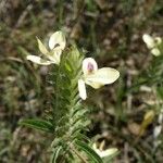 Tetramerium nervosum Flower