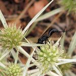 Eryngium campestre Virág