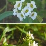 Lobularia maritima Kukka