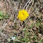 Chaenactis glabriuscula Flower