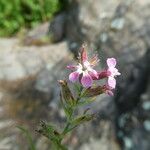 Silene gallica Blüte