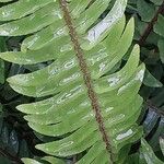 Nephrolepis cordifolia Blatt