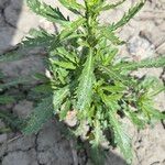 Lepidium densiflorum Leaf