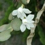 Angraecum aporoides Blomma