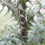 Carduus cephalanthus പുറംതൊലി