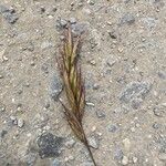 Bromus lanceolatus 果実