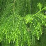 Dacrydium elatum অন্যান্য