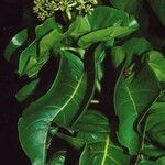 Ceodes grandis 整株植物