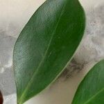 Ficus microcarpa Leaf