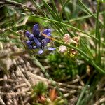 Jasione crispa Flor