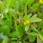 Anthyllis circinnata 形態