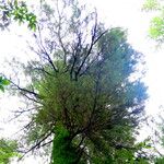 Pinus strobus Агульны выгляд