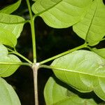 Bunchosia polystachia Leaf