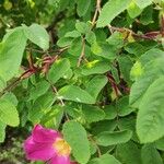 Rosa multibracteata Leaf